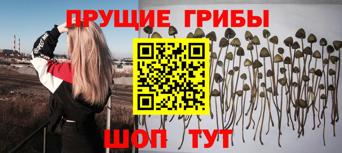 Железноводск  дарнет шоп  Вход с VPN  Псилоцибиновые грибы Cubensis 